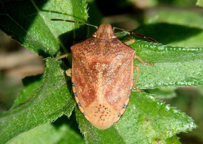Thyanta custator; Red-shouldered Stink Bug 