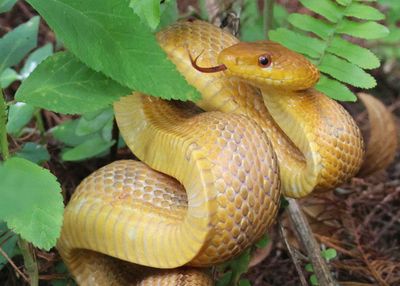 Yellow Rat Snake