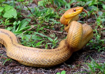 Yellow Rat Snake 