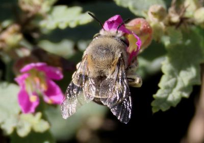 Honey and Long-horned Bees