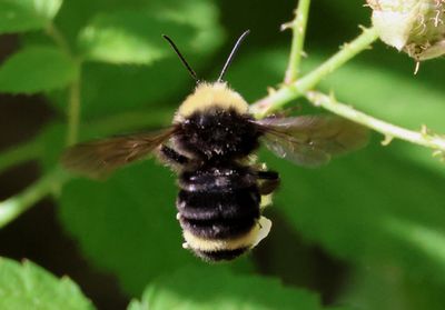 Bombus vosnesenskii; Yellow-faced Bumble Bee