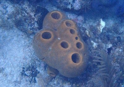 Agelas tubulata; Demosponge species