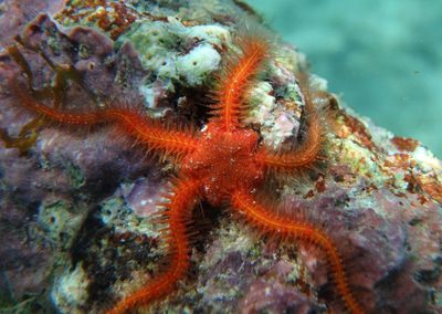 Angular Brittle Star