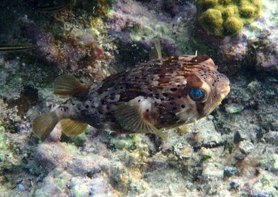 Balloonfish