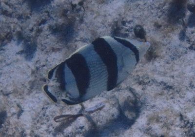 Banded Butterflyfish
