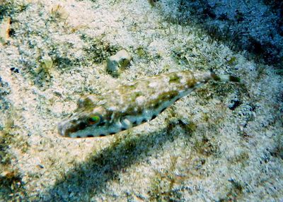 Bandtail Puffer