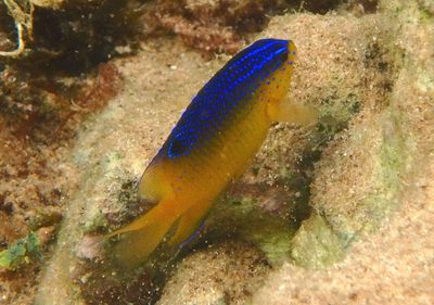Beaugregory; juvenile