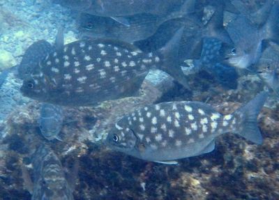 Bermuda/Gray Chub complex