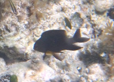 Bicolor Damselfish