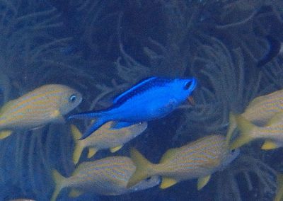 Blue Chromis