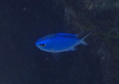 Blue Chromis