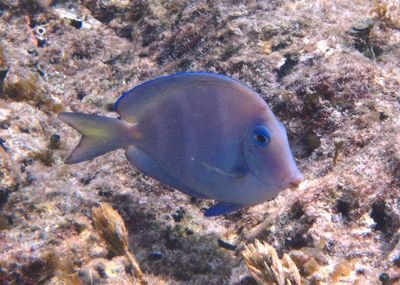 Blue Tang