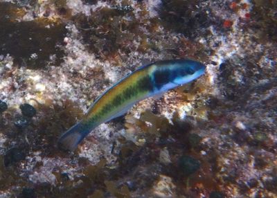 Bluehead; intermediate phase