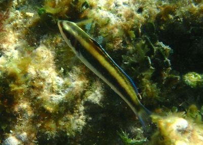 Bluehead; juvenile