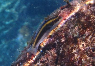 Bluehead; juvenile