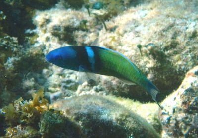 Bluehead; terminal phase