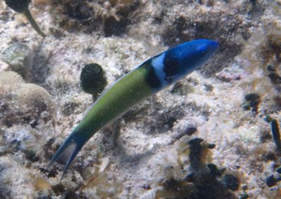 Bluehead; terminal phase