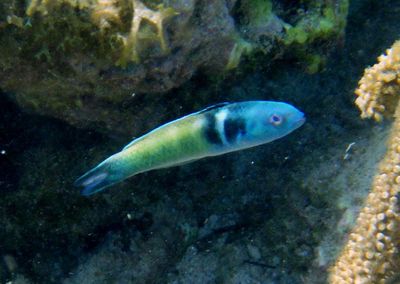 Bluehead; terminal phase