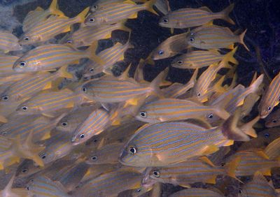 Bluestriped and Smallmouth Grunts