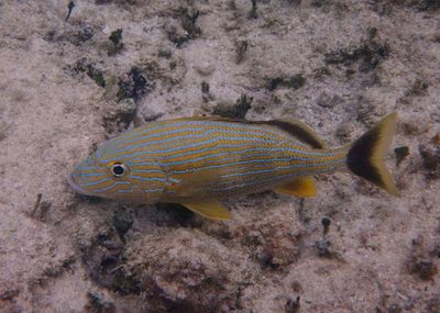 Bluestriped Grunt