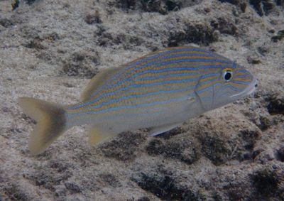 Bluestriped Grunt