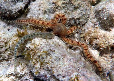 Blunt-spined Brittle Star 