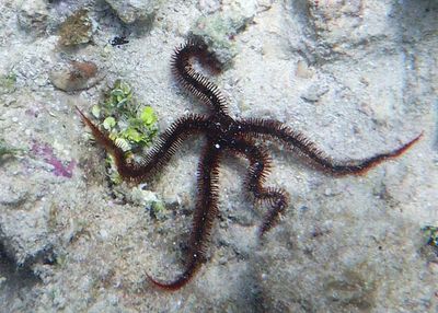 Blunt-spined Brittle Star 