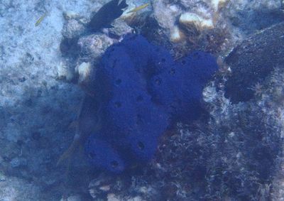 Branching Tube Sponge