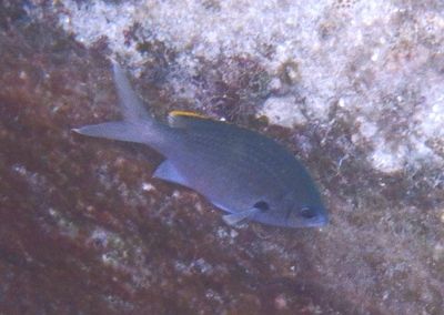Brown Chromis
