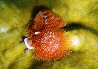Christmas Tree Worm 