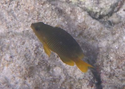 Cocoa Damselfish
