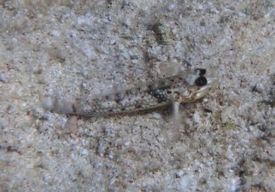 Colon Goby