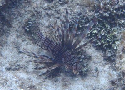 Common Lionfish; exotic