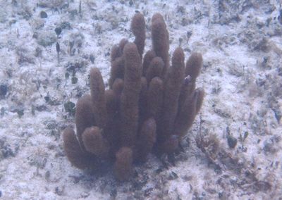 Corky Sea Finger