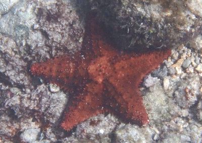 Cushion Sea Star