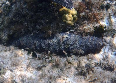 Donkey Dung Sea Cucumber