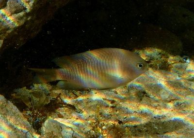 Dusky Damselfish
