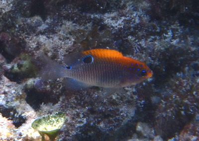 Dusky Damselfish; juvenile