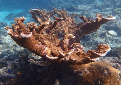 Elkhorn Coral 