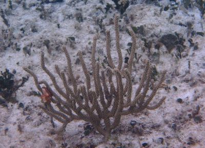 Eunicea Knobby Sea Rod species 