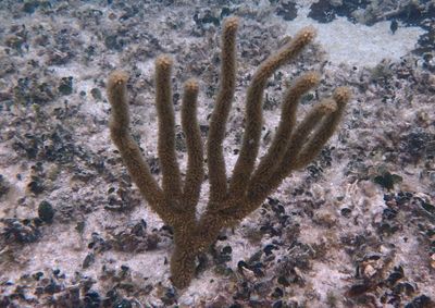 Eunicea Knobby Sea Rod species