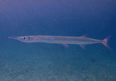 Flat Needlefish