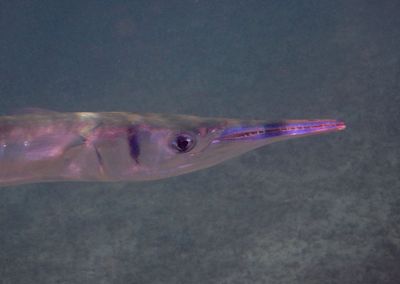 Flat Needlefish