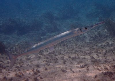 Flat Needlefish