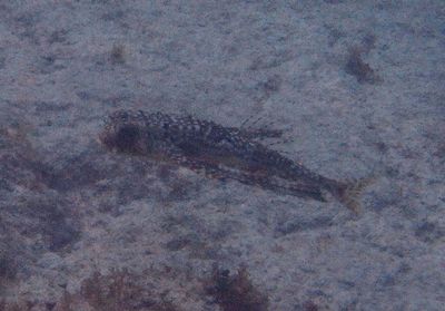 Flying Gurnard