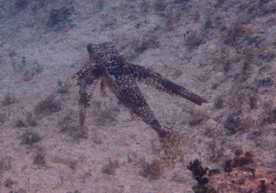 Flying Gurnard