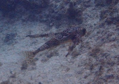 Flying Gurnard