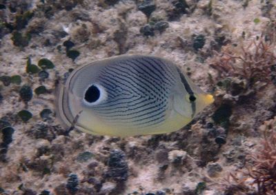 Foureye Butterflyfish