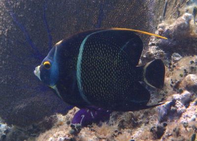 French Angelfish; intermediate phase