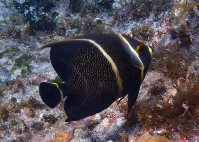 French Angelfish; intermediate phase